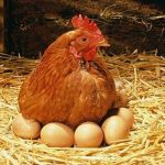 Cara Membedakan Telur Ayam Jantan dan Betina Serta Trik Memilih yang Baik Untuk Ditetaskan