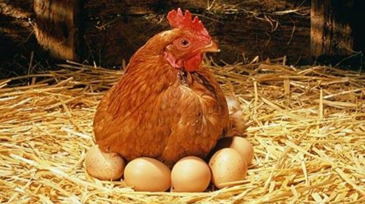 Cara Membedakan Telur Ayam Jantan dan Betina Serta Trik Memilih yang Baik Untuk Ditetaskan